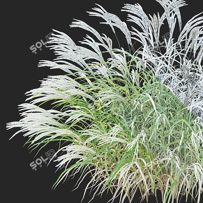  Chinese Miscanthus 3D Models 3D model image 2