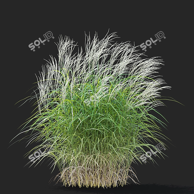  Chinese Miscanthus 3D Models 3D model image 4
