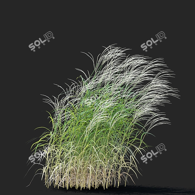  Chinese Miscanthus 3D Models 3D model image 5