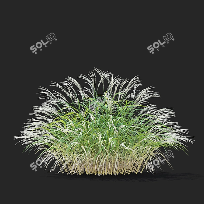  Chinese Miscanthus 3D Models 3D model image 6