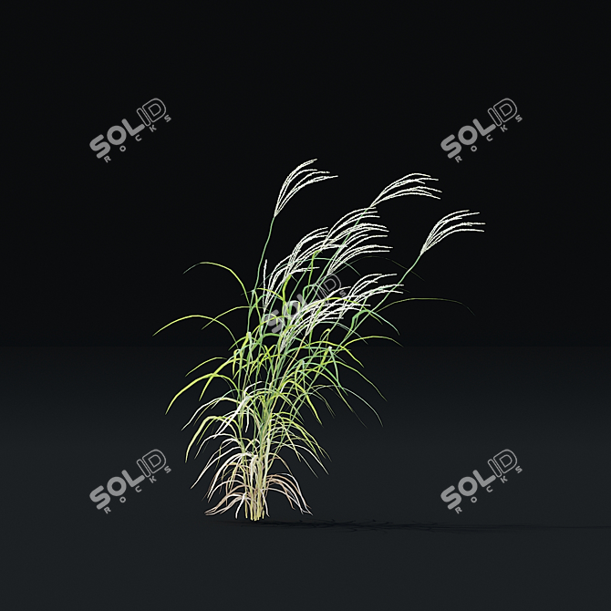  Chinese Miscanthus 3D Models 3D model image 7