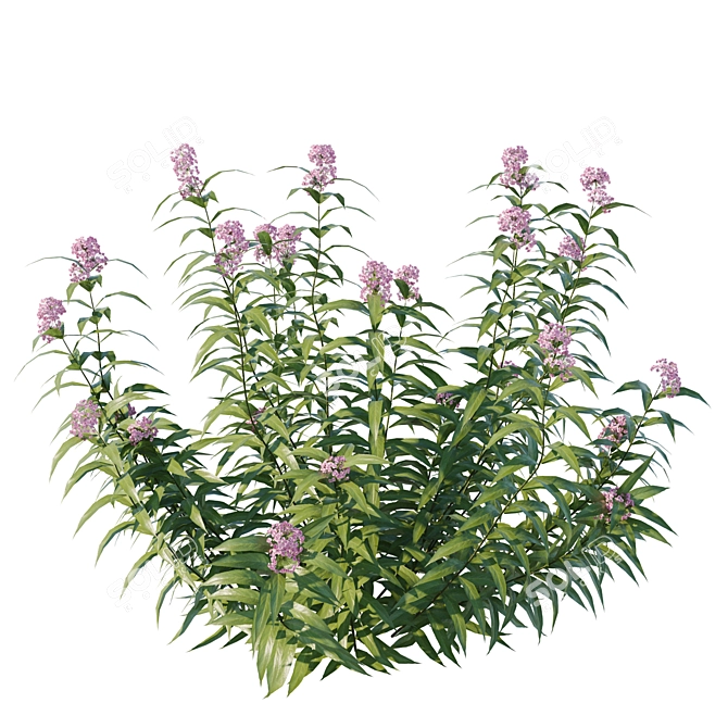 Marshy Wonderland 2016 3D Model 3D model image 2