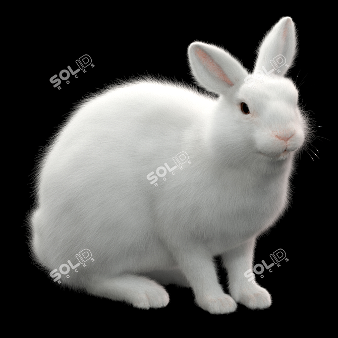 White Rabbit Model Virtual Asset 3D model image 5