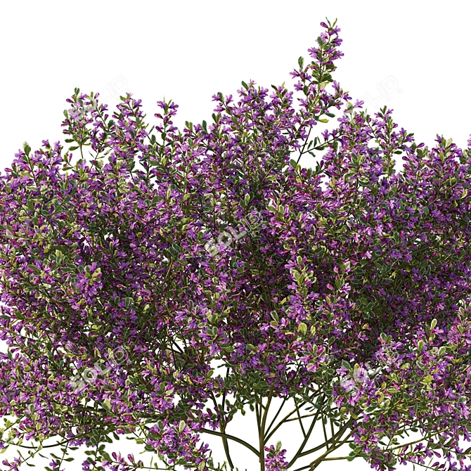 Variegated Prostanthera Ovalifolia 3D Model 3D model image 2