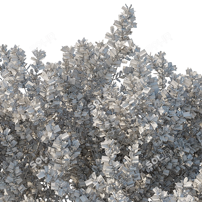 Variegated Prostanthera Ovalifolia 3D Model 3D model image 3