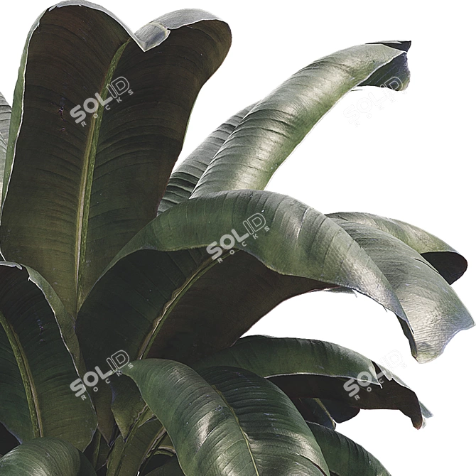 Modern Botanical Vase Set 3D model image 5