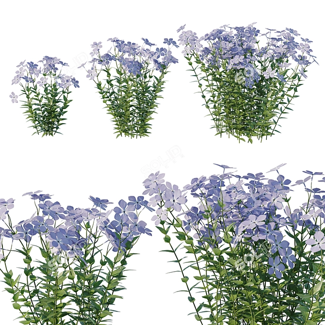 Wild Blue Phlox Flower 3D 3D model image 1