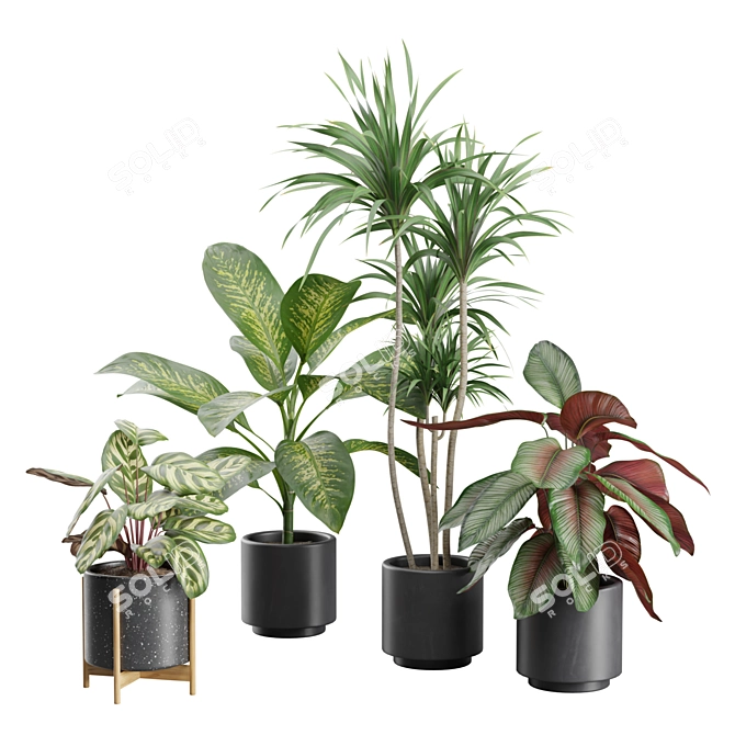 Exotic Indoor Plant Variety Pack 3D model image 1