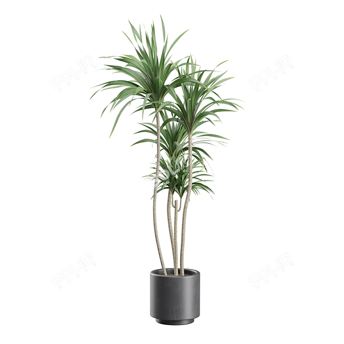 Exotic Indoor Plant Variety Pack 3D model image 3