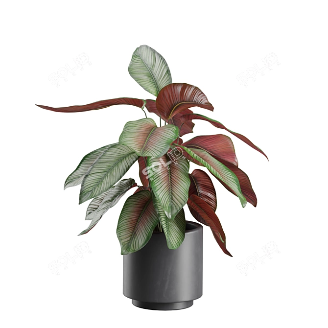 Exotic Indoor Plant Variety Pack 3D model image 4