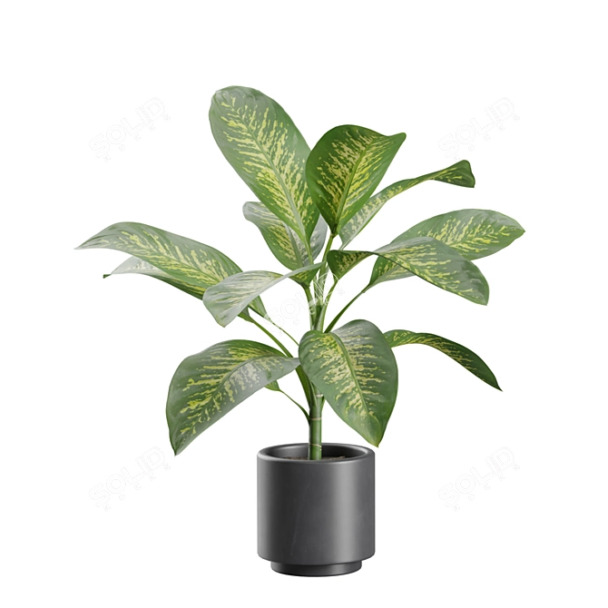 Exotic Indoor Plant Variety Pack 3D model image 5