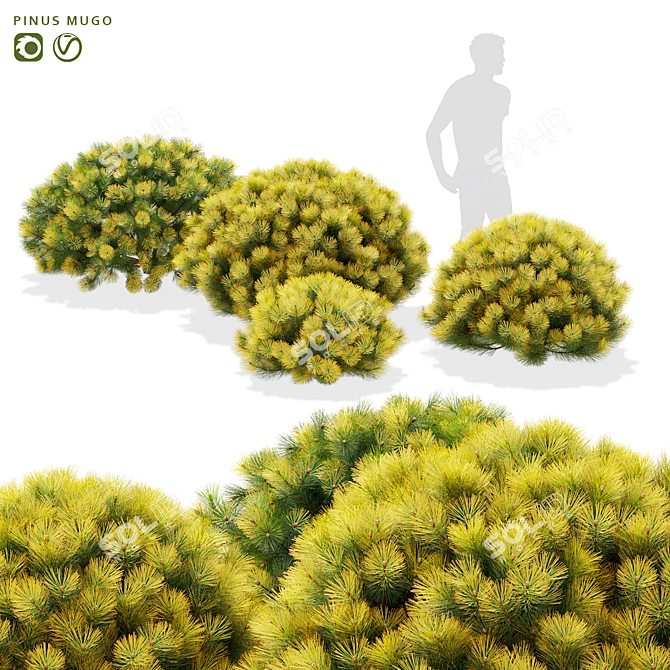 Mountain Pine Bushes 3D Models 3D model image 1