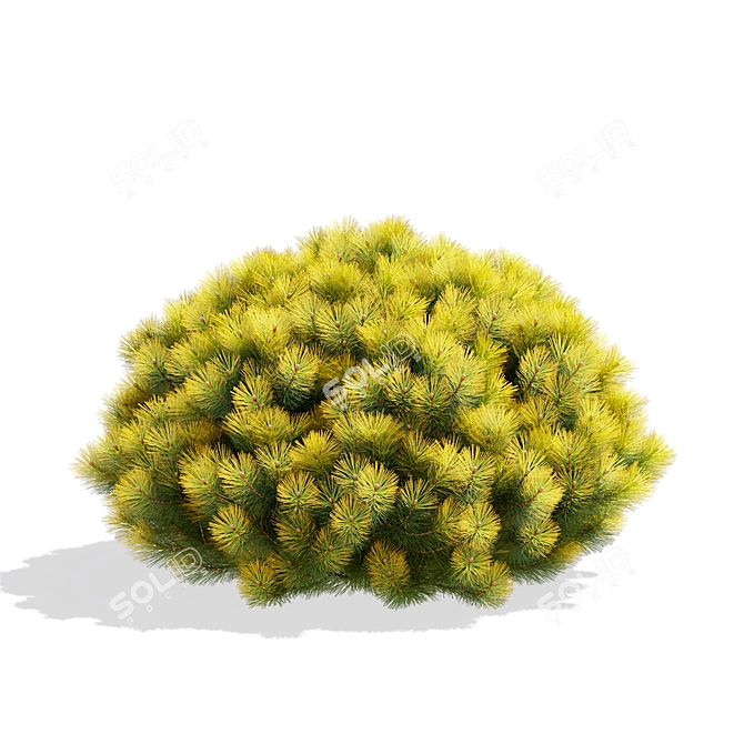 Mountain Pine Bushes 3D Models 3D model image 2