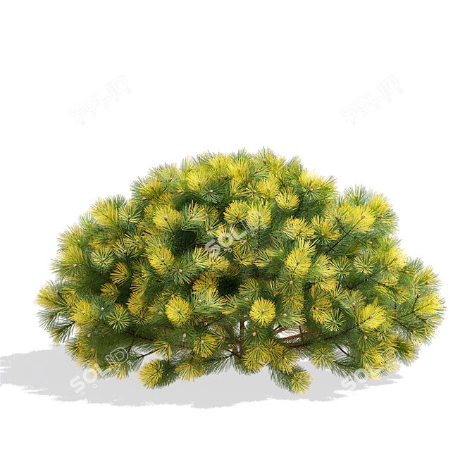 Mountain Pine Bushes 3D Models 3D model image 3