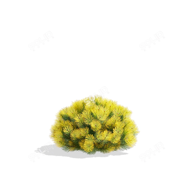 Mountain Pine Bushes 3D Models 3D model image 5