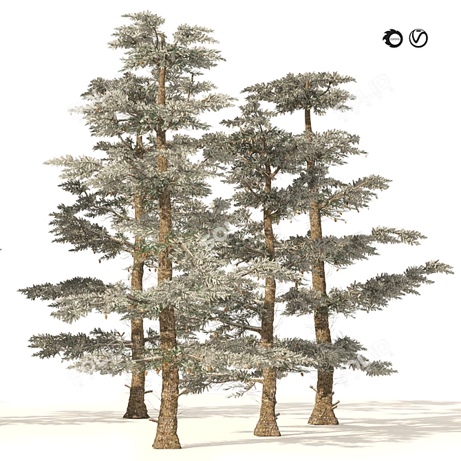 White Fir 3D Model Forest 3D model image 1