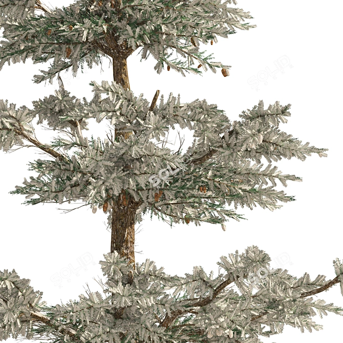 White Fir 3D Model Forest 3D model image 2