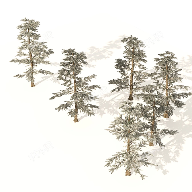 White Fir 3D Model Forest 3D model image 3