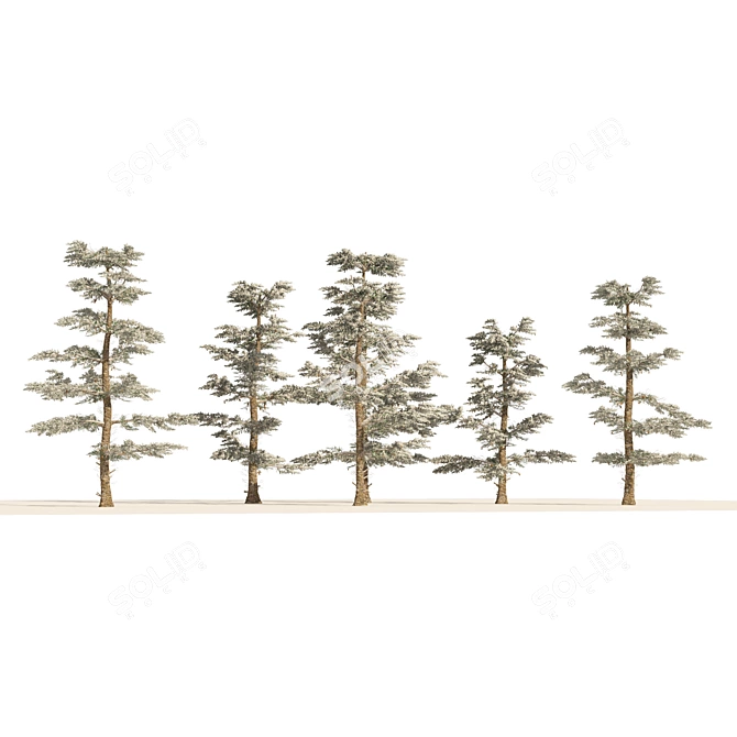 White Fir 3D Model Forest 3D model image 4