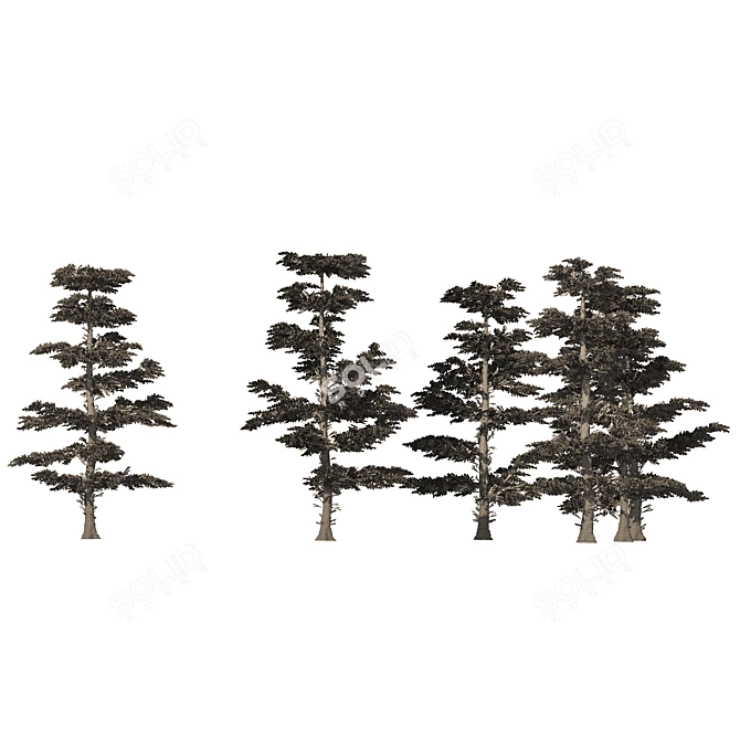 White Fir 3D Model Forest 3D model image 5