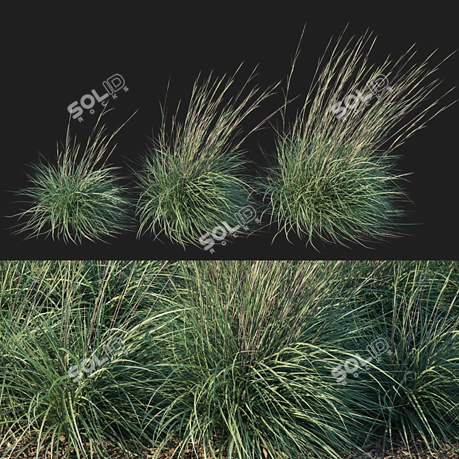 Black Mountain Bluestem 2016 Render 3D model image 1