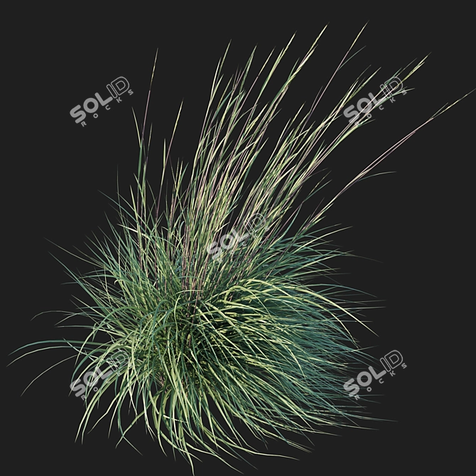 Black Mountain Bluestem 2016 Render 3D model image 3