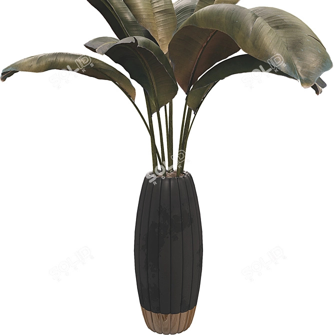 Banana Leaf Plant Collection Set 3D model image 2
