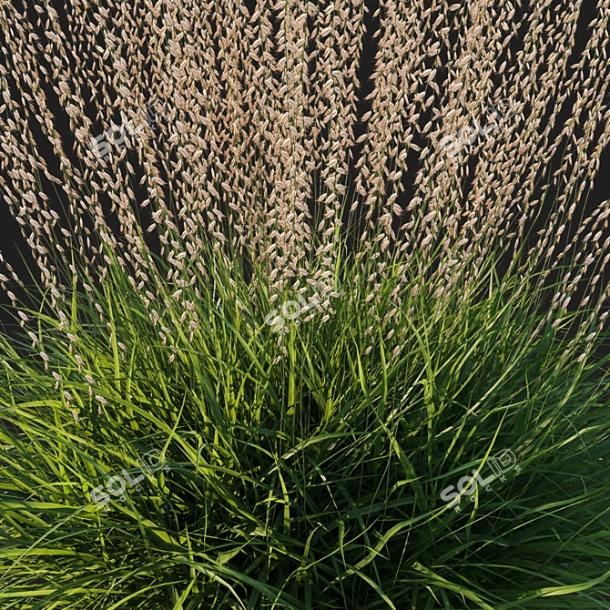 Sideoats Grama Grass Model 2016 3D model image 3