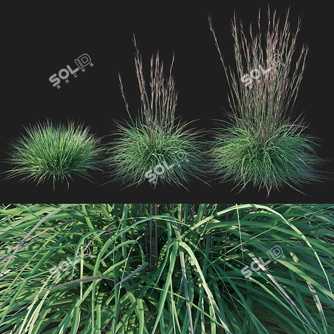 Sleek Little Bluestem Grass Model 3D model image 1