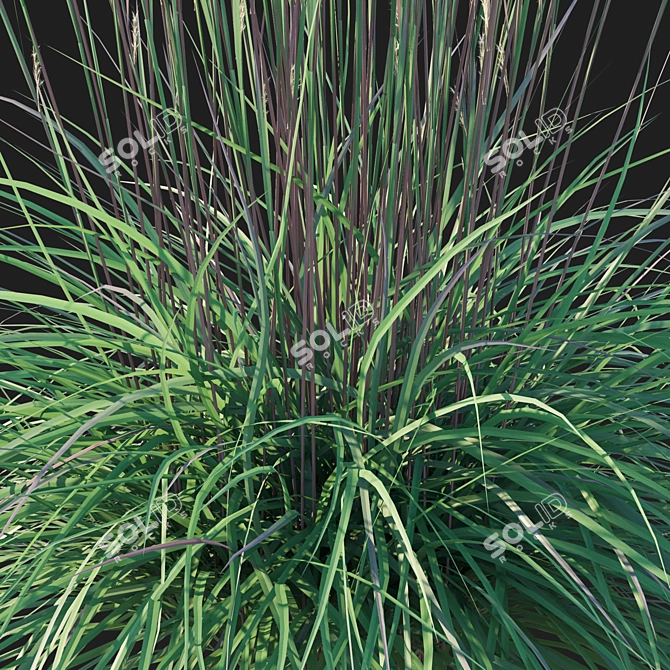 Sleek Little Bluestem Grass Model 3D model image 2