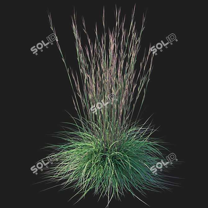 Sleek Little Bluestem Grass Model 3D model image 3