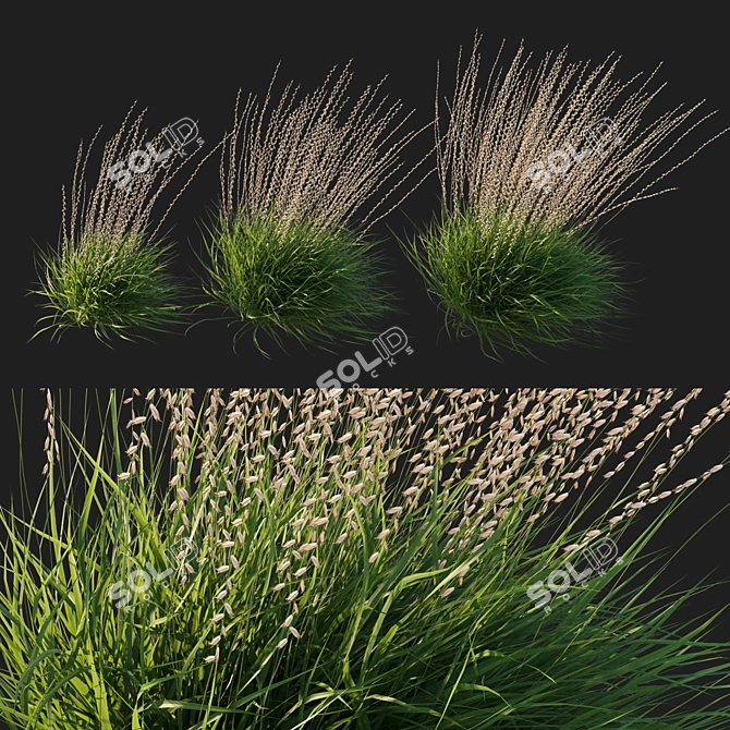 Corona Render Sideoats Grama Grass 3D model image 1
