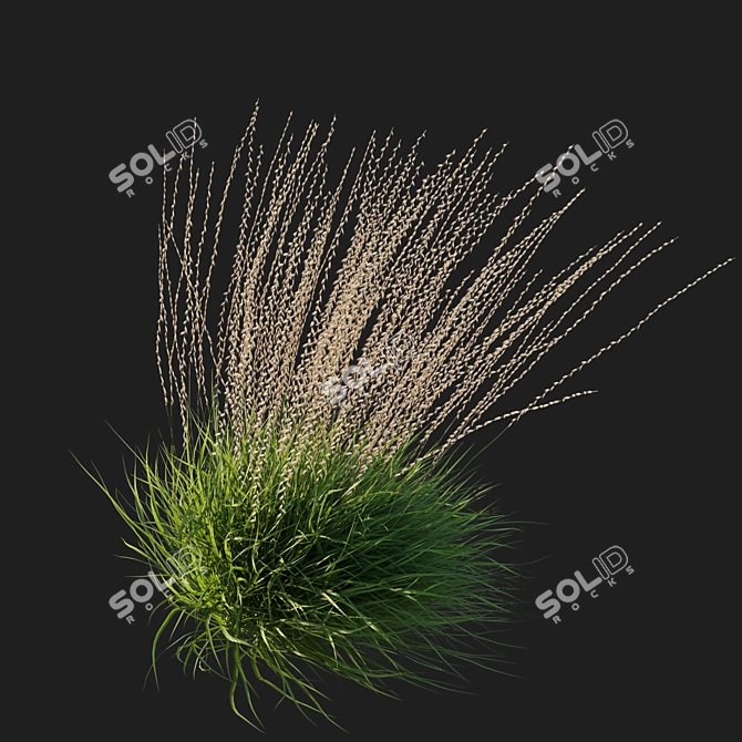 Corona Render Sideoats Grama Grass 3D model image 2