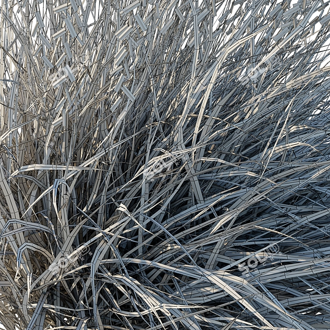 Corona Render Sideoats Grama Grass 3D model image 3