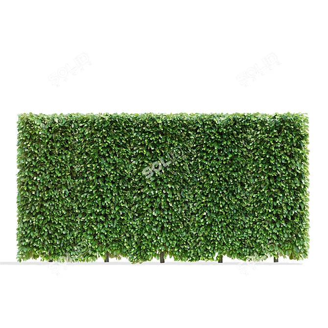 Live Beech Hedge Pack | 3D Models 3D model image 2