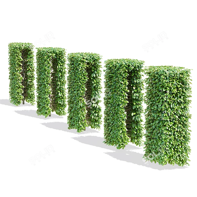 Live Beech Hedge Pack | 3D Models 3D model image 3