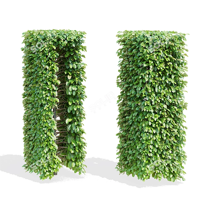 Live Beech Hedge Pack | 3D Models 3D model image 4