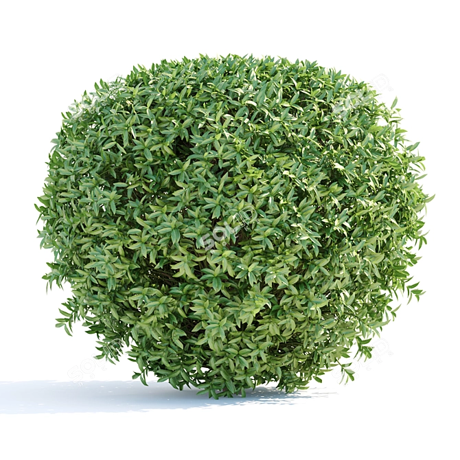 Lush Laurel Hedging Bushes 3D 3D model image 2