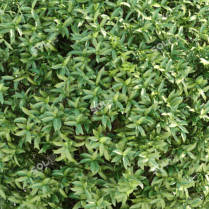 Lush Laurel Hedging Bushes 3D 3D model image 3