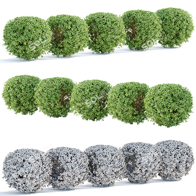 Lush Laurel Hedging Bushes 3D 3D model image 5