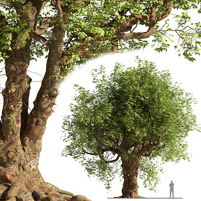 3D Tree Model - Corona/Vray 3D model image 1