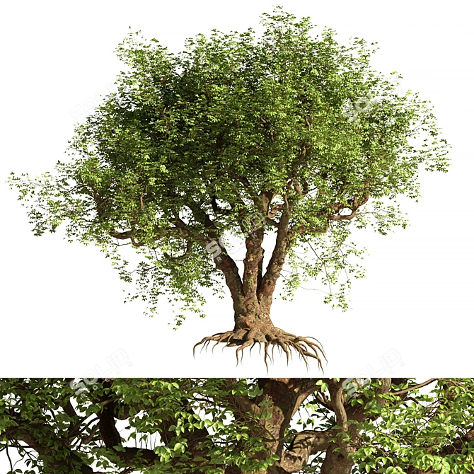 3D Tree Model - Corona/Vray 3D model image 2