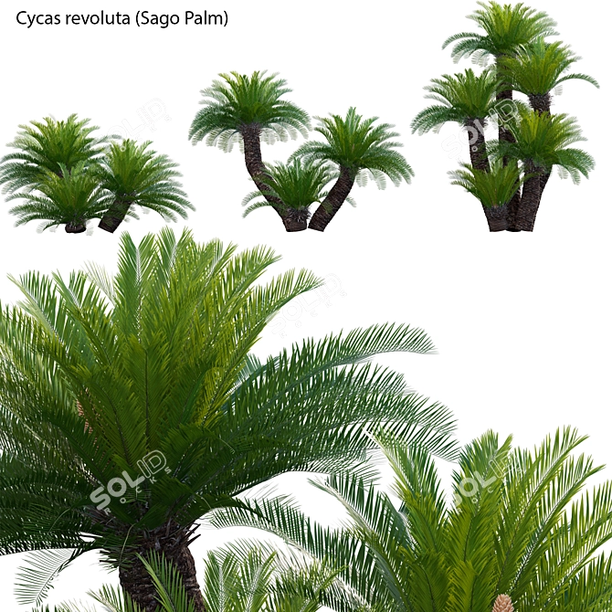  3D Sago Palm Model Collection 3D model image 1