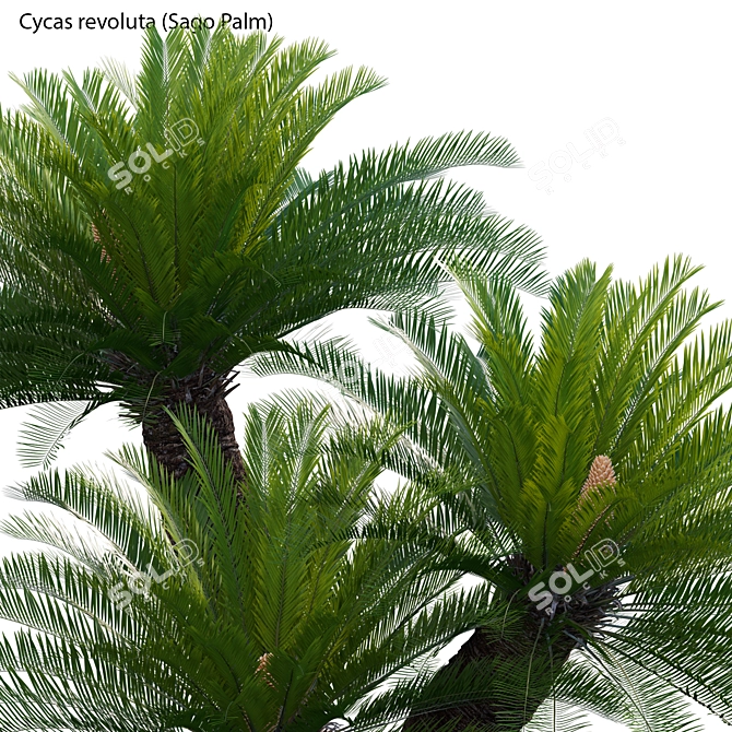  3D Sago Palm Model Collection 3D model image 2