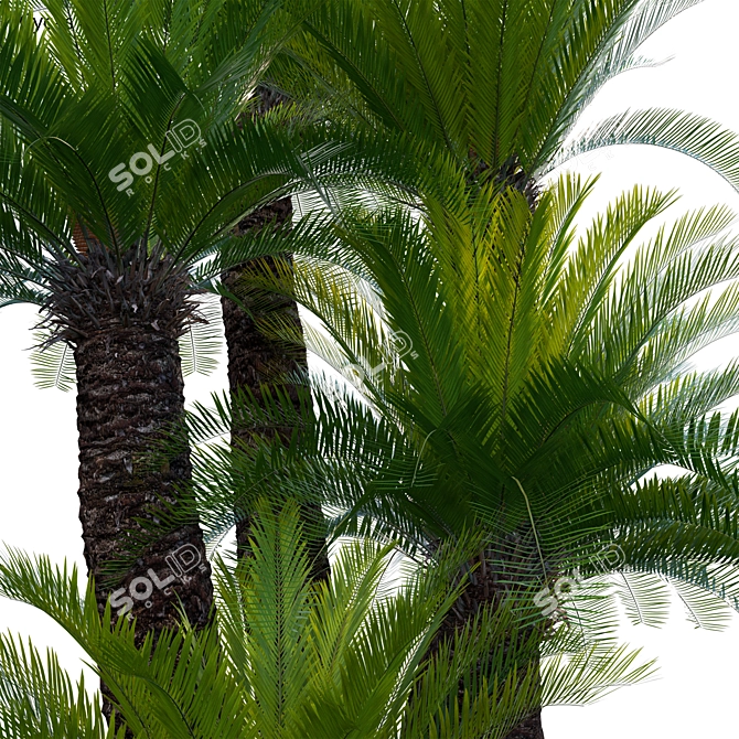  3D Sago Palm Model Collection 3D model image 3