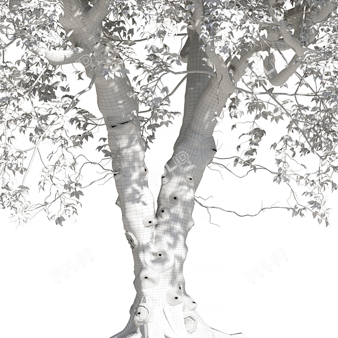 Corona Vray Tree Model 3D 3D model image 2
