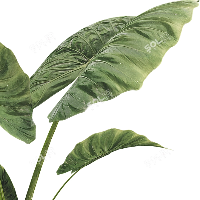 Botanical 3D Plant Collection Set 3D model image 2