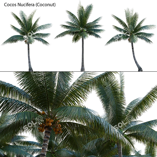 Variety-Enhanced High-Quality 3D Coconuts 3D model image 1