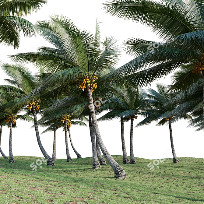 Variety-Enhanced High-Quality 3D Coconuts 3D model image 2
