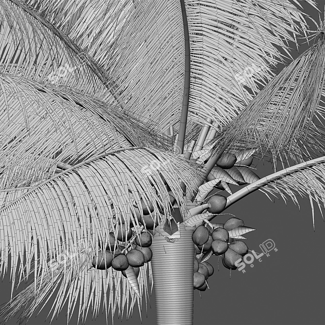 Variety-Enhanced High-Quality 3D Coconuts 3D model image 5